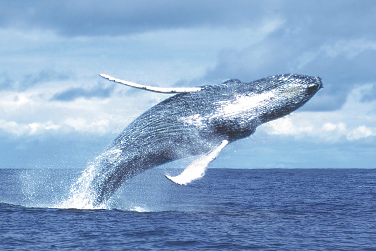 Humpback Whale or Yubarta (Megaptera novaeangliae)