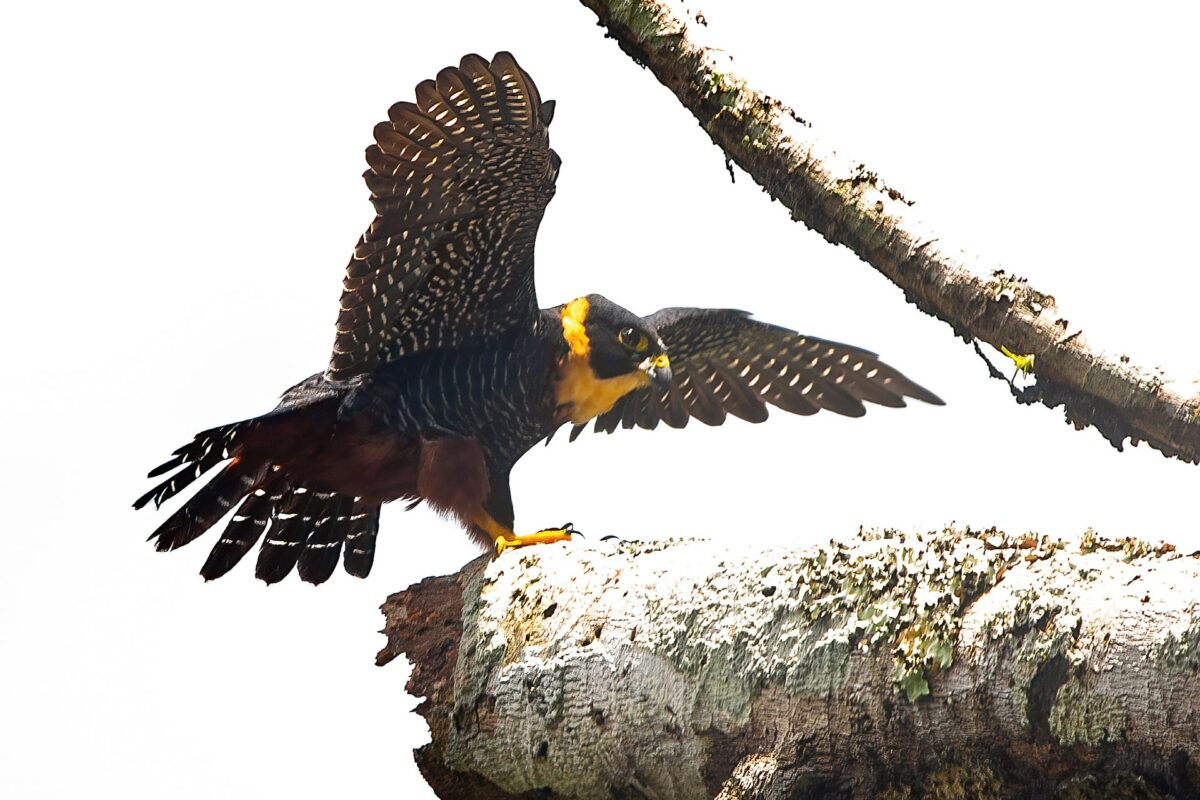 Falcão-morcego (Falco rufigularis) @ José Iván Cano