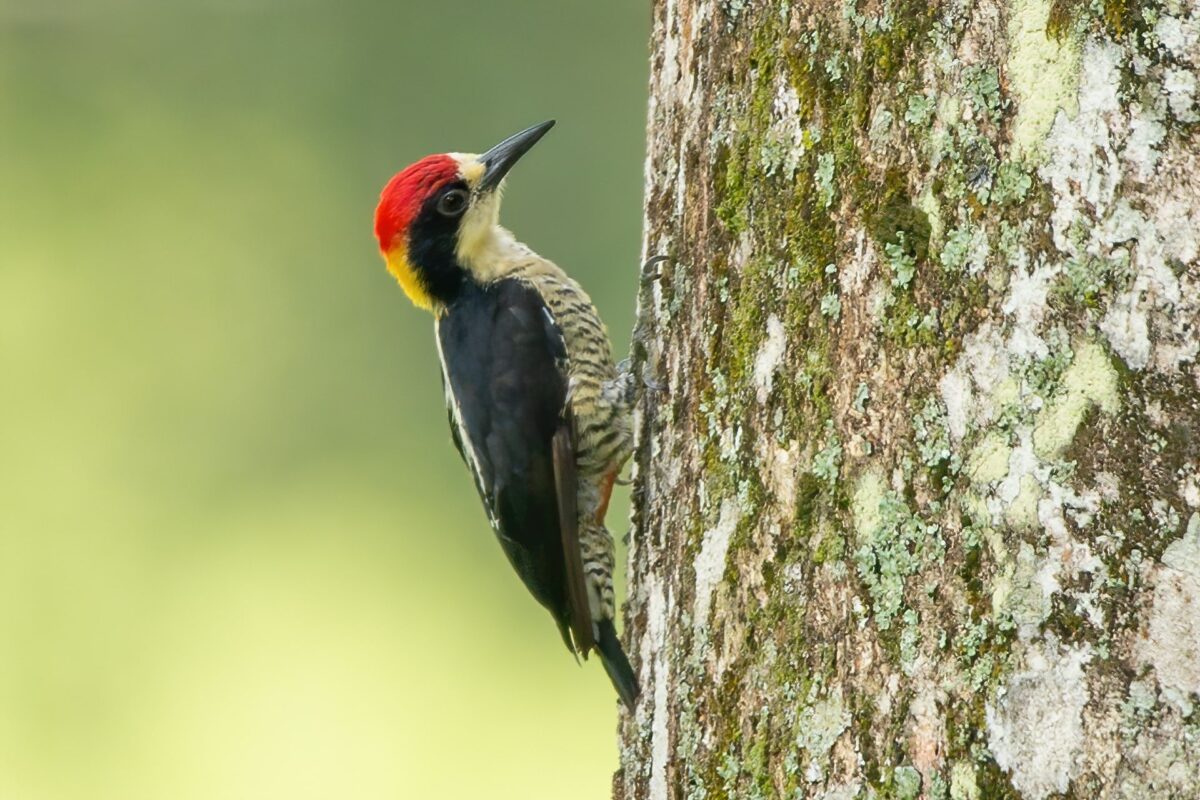 Beautiful Woodpecker (Melanerpes pulcher) © José Iván Cano