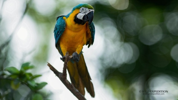 Blue and yellow Macaw (Ara ararauna) @JoséIvánCano