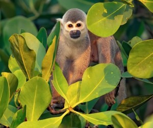 Singe écureuil (Saimiri cassiquiarensis)