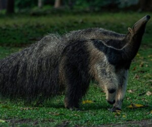 Oso hormiguero gigante (Myrmecophaga tridactyla)