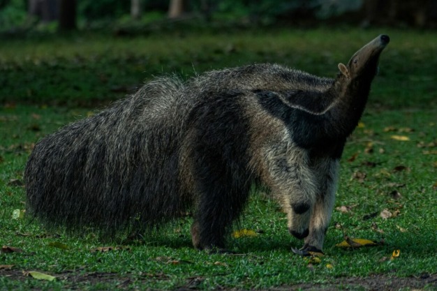 Giant Anteater (Myrmecophaga tridactyla)