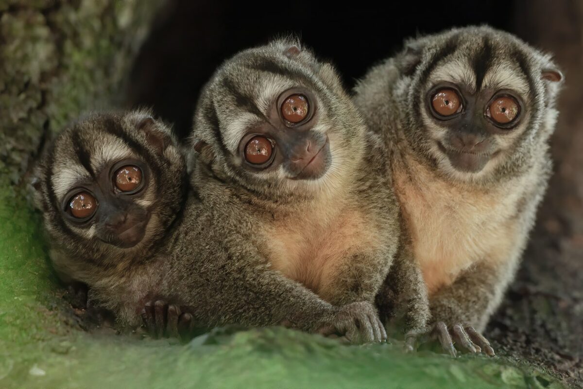 Gray handed Night Monkey Wild Expedition