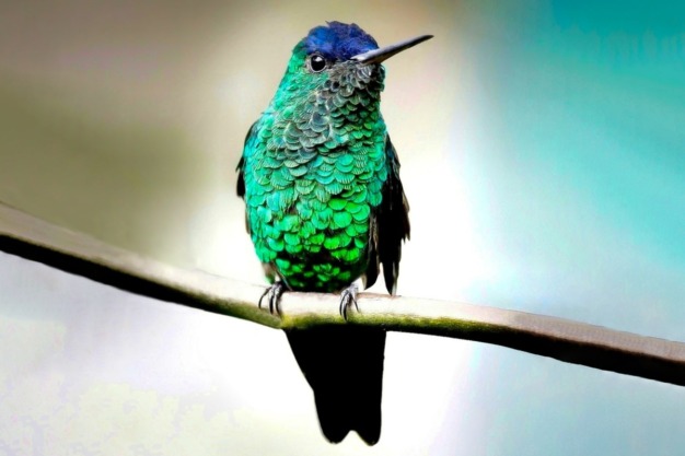 Indigo-capped Hummingbird (Saucerottia cyanifrons) @ José Iván Cano