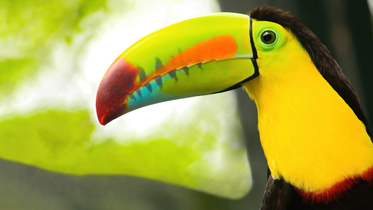 Keel-billed Toucan - Wild Expedition
