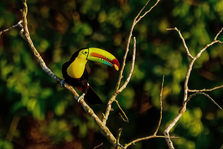 Toucan à bec jaune (Ramphastos sulfuratus)