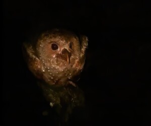 Ave aceitera (Steatornis caripensis)