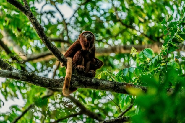 Macaco uivador vermelho (Alouatta seniculus)