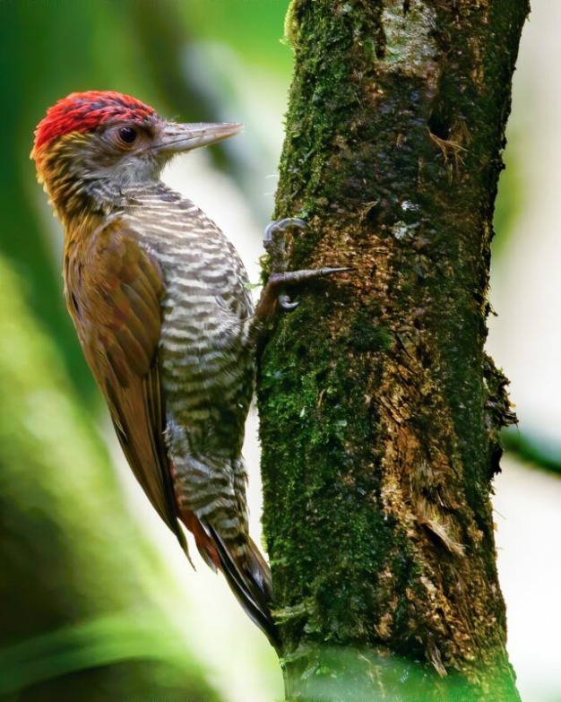Pica-pau-de-cabeça-vermelha (Dryobates kirkii) © José Iván Cano