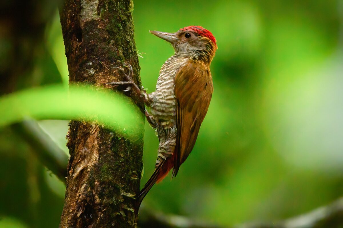 Red-rumped Woodpecker (Dryobates kirkii) © José Iván Cano