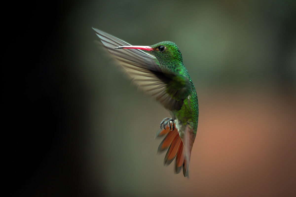 Colibri de cauda vermelha (Amazilia tzacatl) @ José Iván Cano