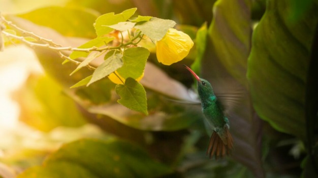 Rufous-tailed Hummingbird (Amazilia tzacatl) @ José Iván Cano