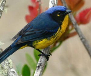 Anis de Santa Marta (Anisognathus melanogenys)