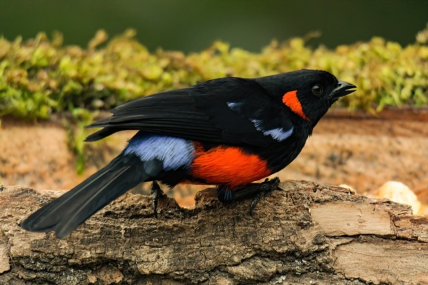 Scarlet bellied Mountain Tanager (Anisognathus igniventris)