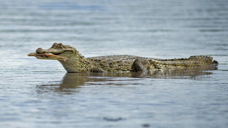 Jacaré-de-óculos (Caiman crocodilus)