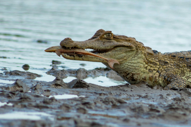 Jacaré-de-papo-amarelo (Caiman crocodilus)