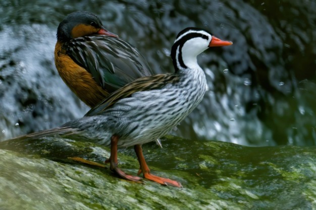 Torrent Duck (Merganetta armata)