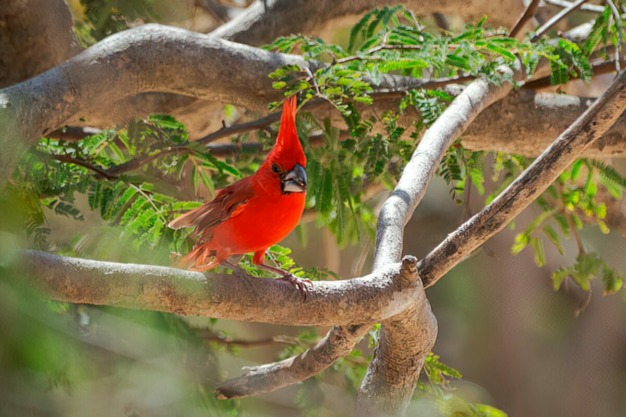 Cardenal bermellón (Cardinalis phoeniceus)