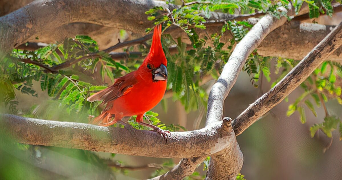 Cardinal vermillon (Cardinalis phoeniceus)