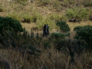 Chingaza, refúgio de vida selvagem do urso-de-óculos