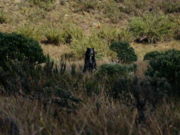 Chingaza, refúgio de vida selvagem do urso-de-óculos