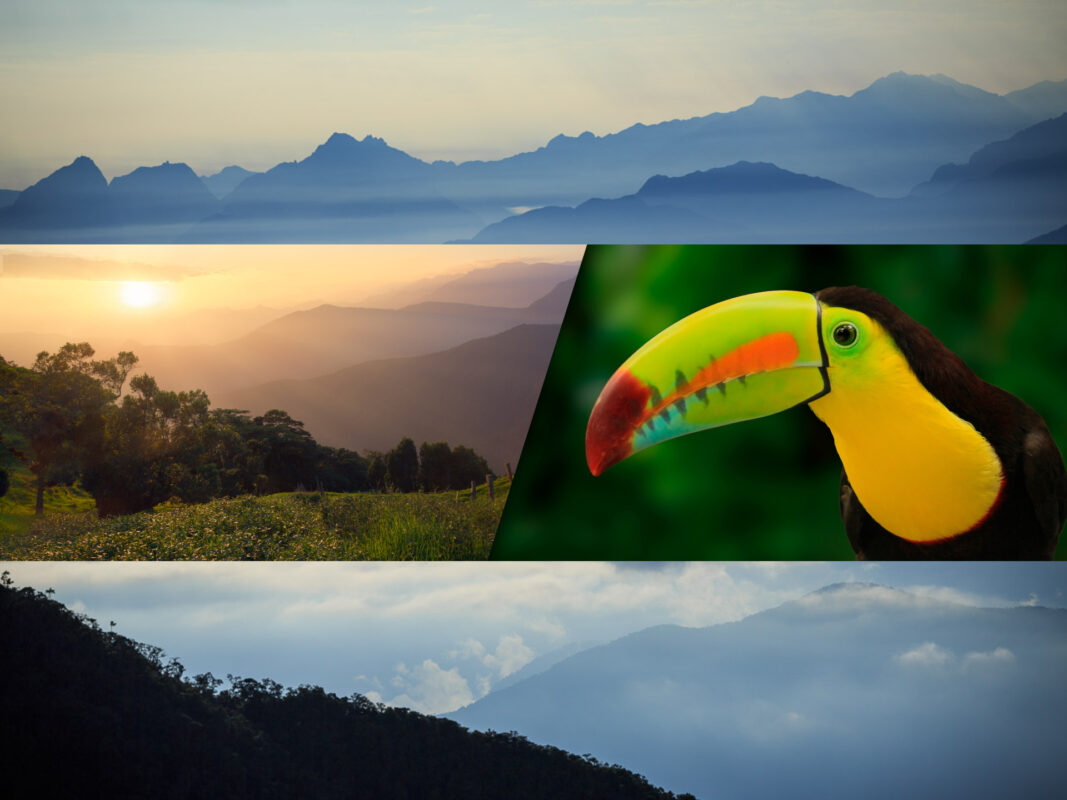 WE Trilha de observação de aves do norte da Colômbia