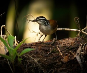 Carriça-de-peito-branco (Henicorhina leucosticta) © José Iván Cano