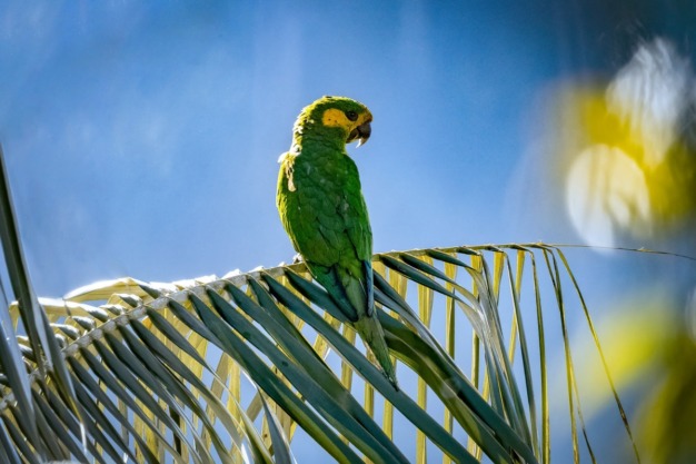 Papagaio de orelha amarela (Ognorhynchus icterotis)