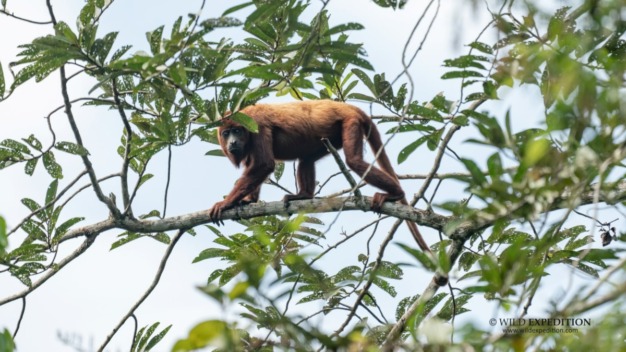 Mono aullador rojo (Alouatta seniculus)