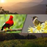 Eje Cafetero: Birdwatching and Local Communities