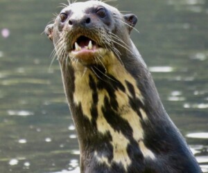 Loutre géante - Wildexpedition - ©mateobohringer