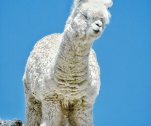 Alpaca (Vicugna pacos)