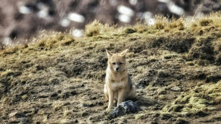 Andean Fox (Lycalopex culpaeus)