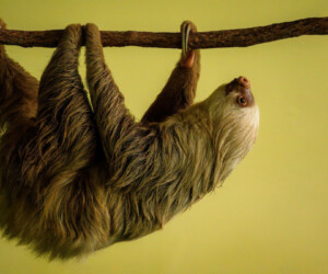 Hoffmann's Two-toed Sloth