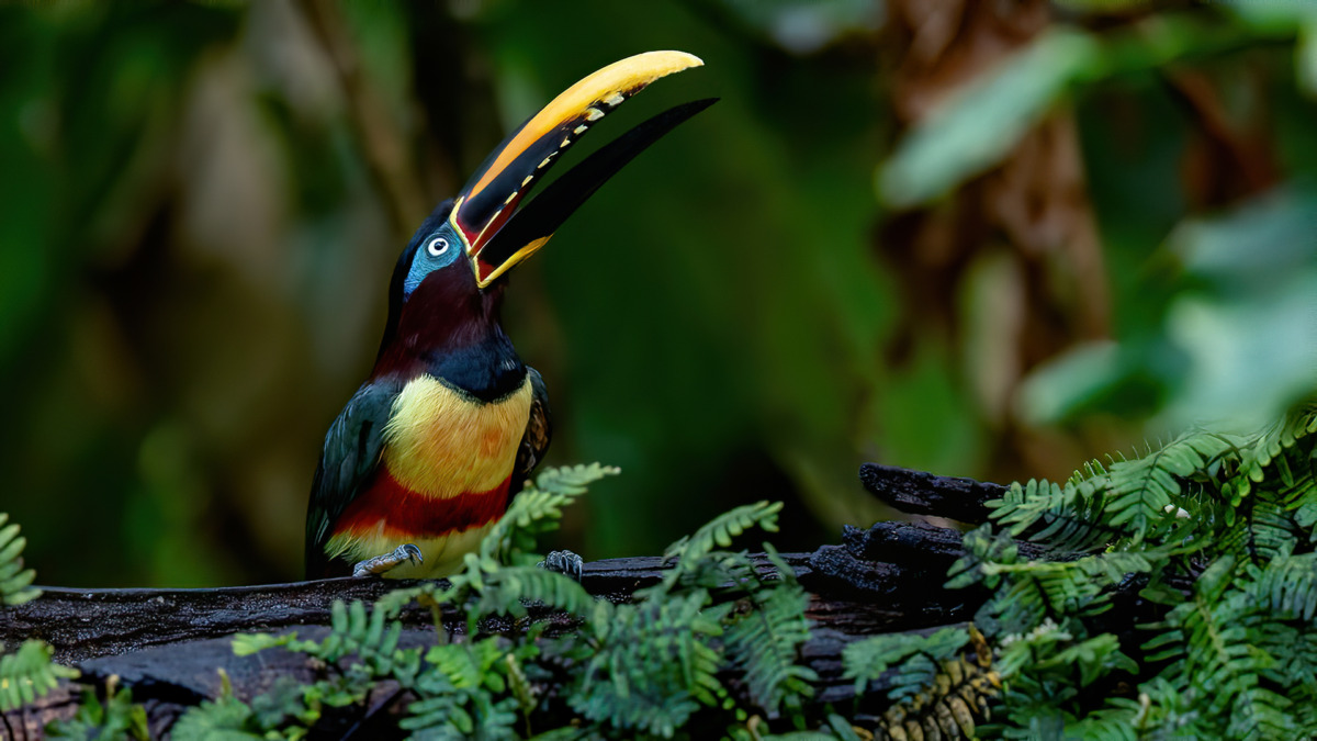 Chestnut eared Aracari Wild Expedition Chestnut eared Aracari Wild Expedition