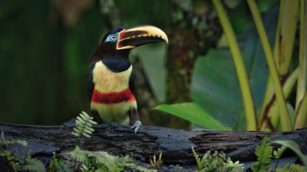 Chestnut eared Aracari Wild Expedition Chestnut eared Aracari Wild Expedition