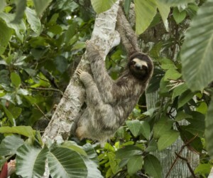 Perezoso de tres dedos de garganta marrón - Wildexpedition - ©mateobohringer
