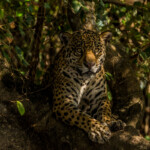 All about Jaguar