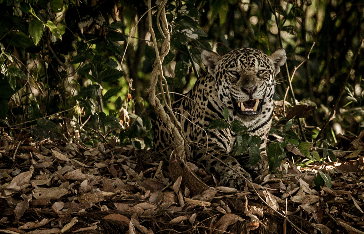 Vie sauvage-Pantanal-Brésil-©MathieuBohringer-Wild-Expedition