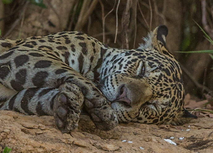 Vie sauvage-Pantanal-Brésil-©MathieuBohringer-Wild-Expedition