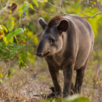 All about the Tapir