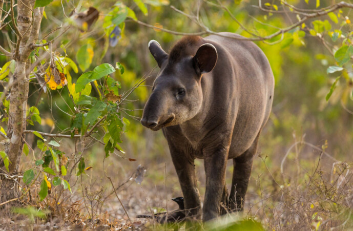 Tapir brasileño Vida salvaje Pantanal Brasil ©MathieuBohringer Wild Expedition