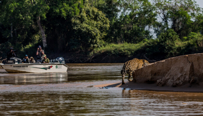 Vida salvaje-Pantanal-Brasil-©MathieuBohringer-Wild-Expedition