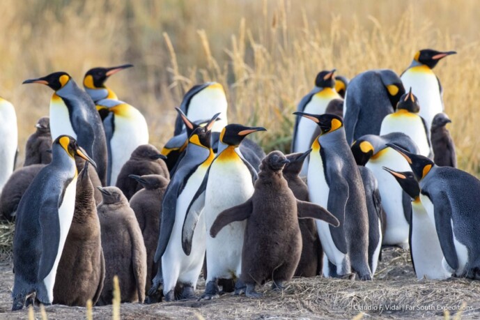 Chile Patagonia Wildlife ©ClaudioVidal Wild Expedition