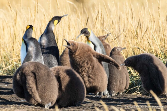 Chile Patagonia Wildlife ©ClaudioVidal Wild Expedition
