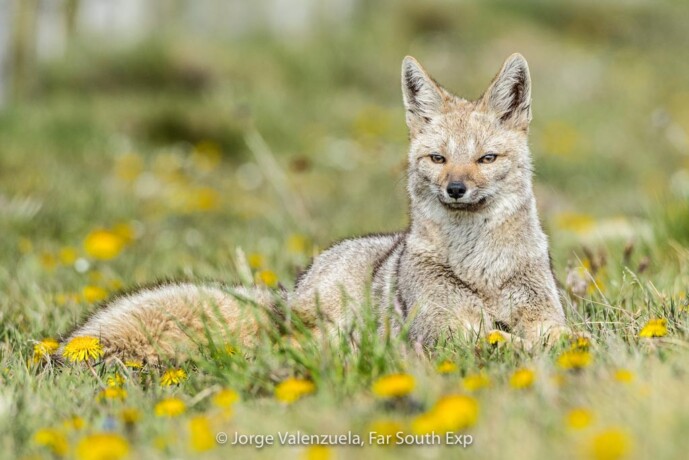 Chile Patagonia Wildlife ©ClaudioVidal Wild Expedition
