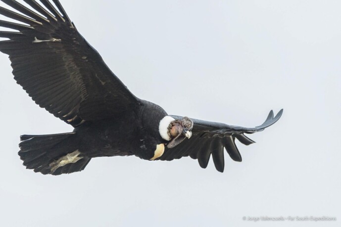 Chile Patagonia Wildlife ©ClaudioVidal Wild Expedition