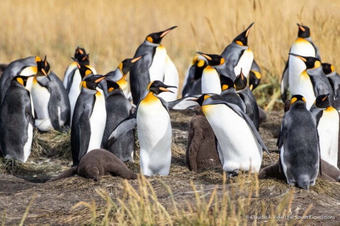 Chile Patagonia Wildlife ©ClaudioVidal Wild Expedition