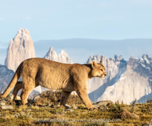 Chile Patagonia Vida salvaje ©ClaudioVidal Wild Expedition